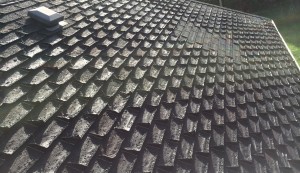 warped and lifted shingles